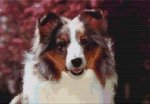 (image for) Sheltie - Sky
